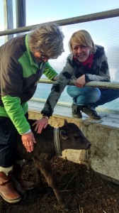 12. Wagyu-kalfje aaien