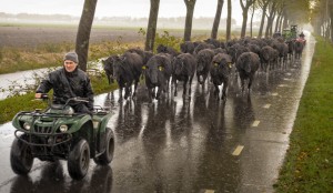 wagyu-run 6 nov 2016